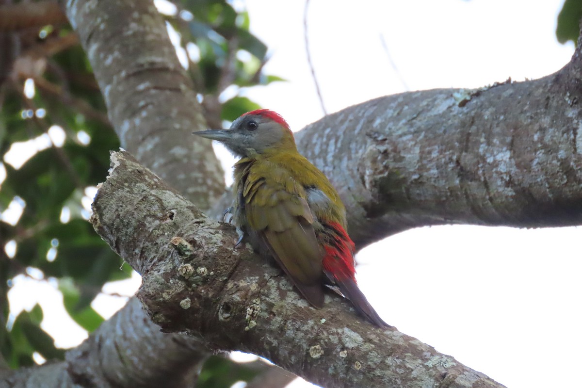 Olive Woodpecker (Southern) - ML615576112