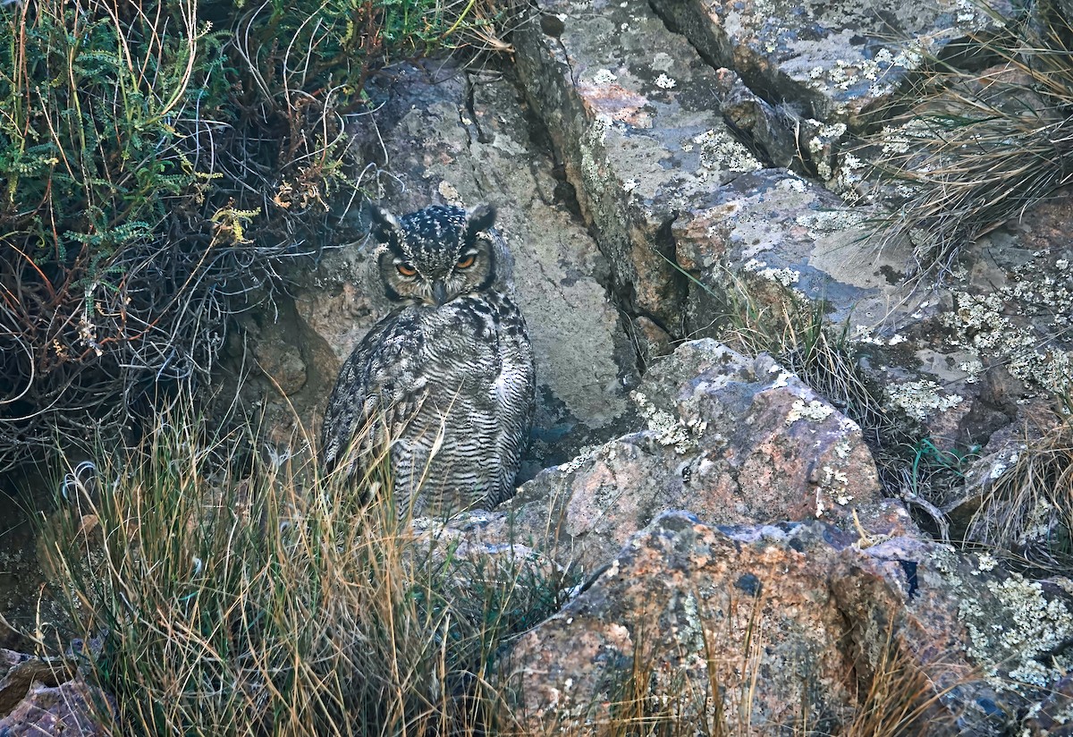 Lesser Horned Owl - ML615576143