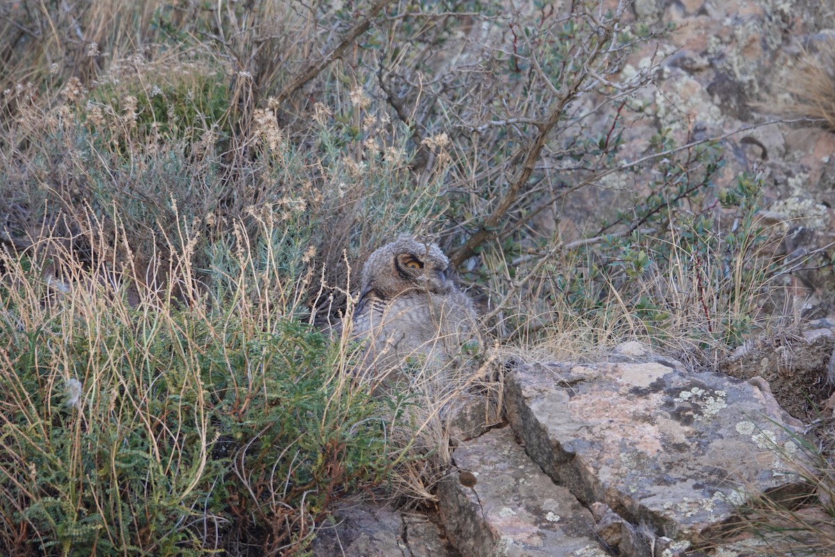 Lesser Horned Owl - ML615576160