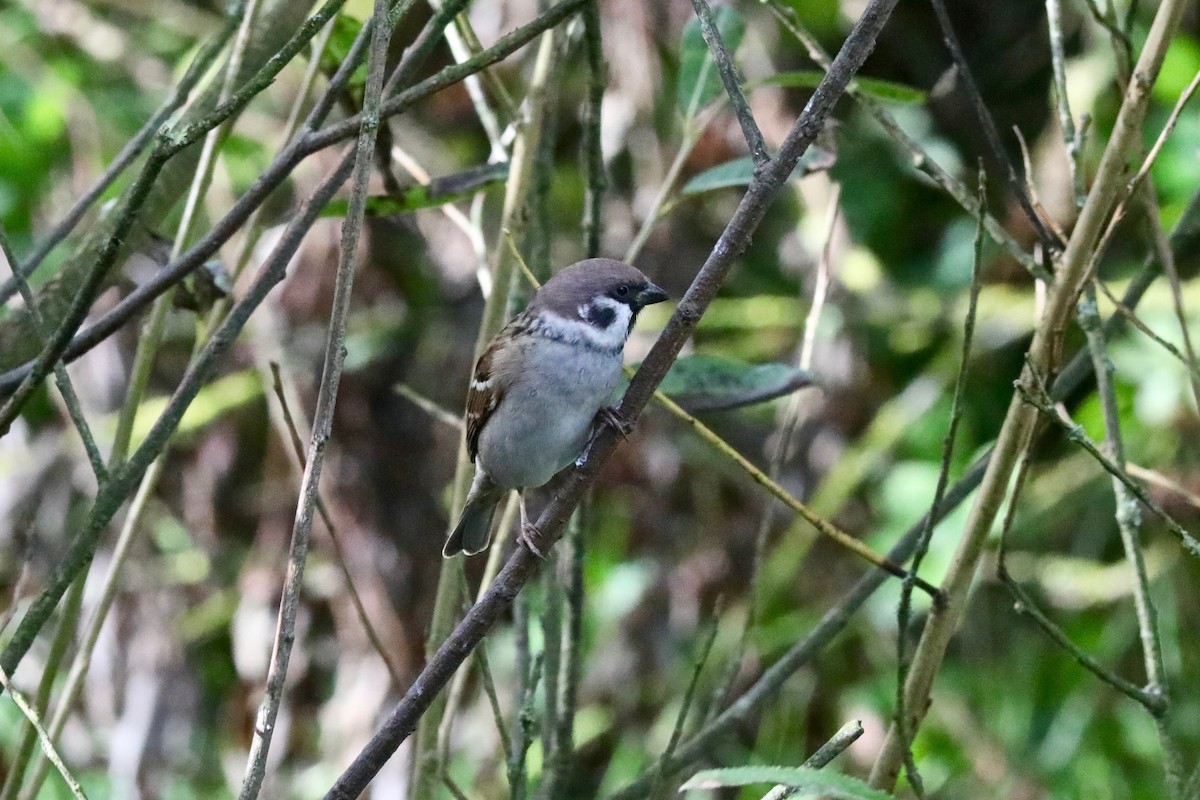 Eurasian Tree Sparrow - ML615576172