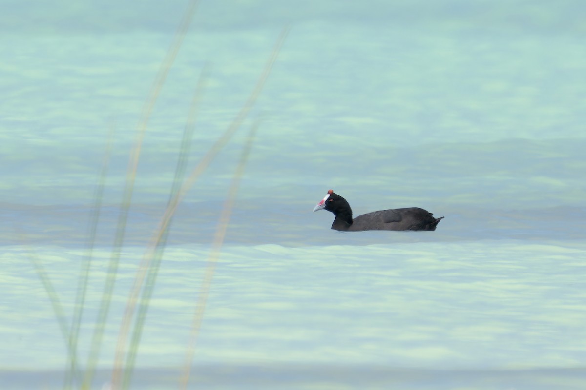 Red-knobbed Coot - ML615576229