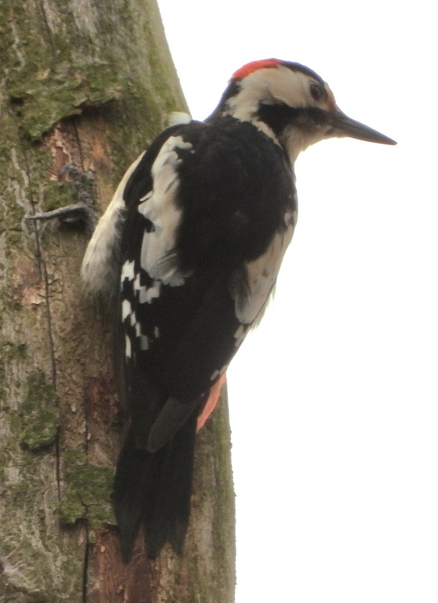 Syrian Woodpecker - ML615576261