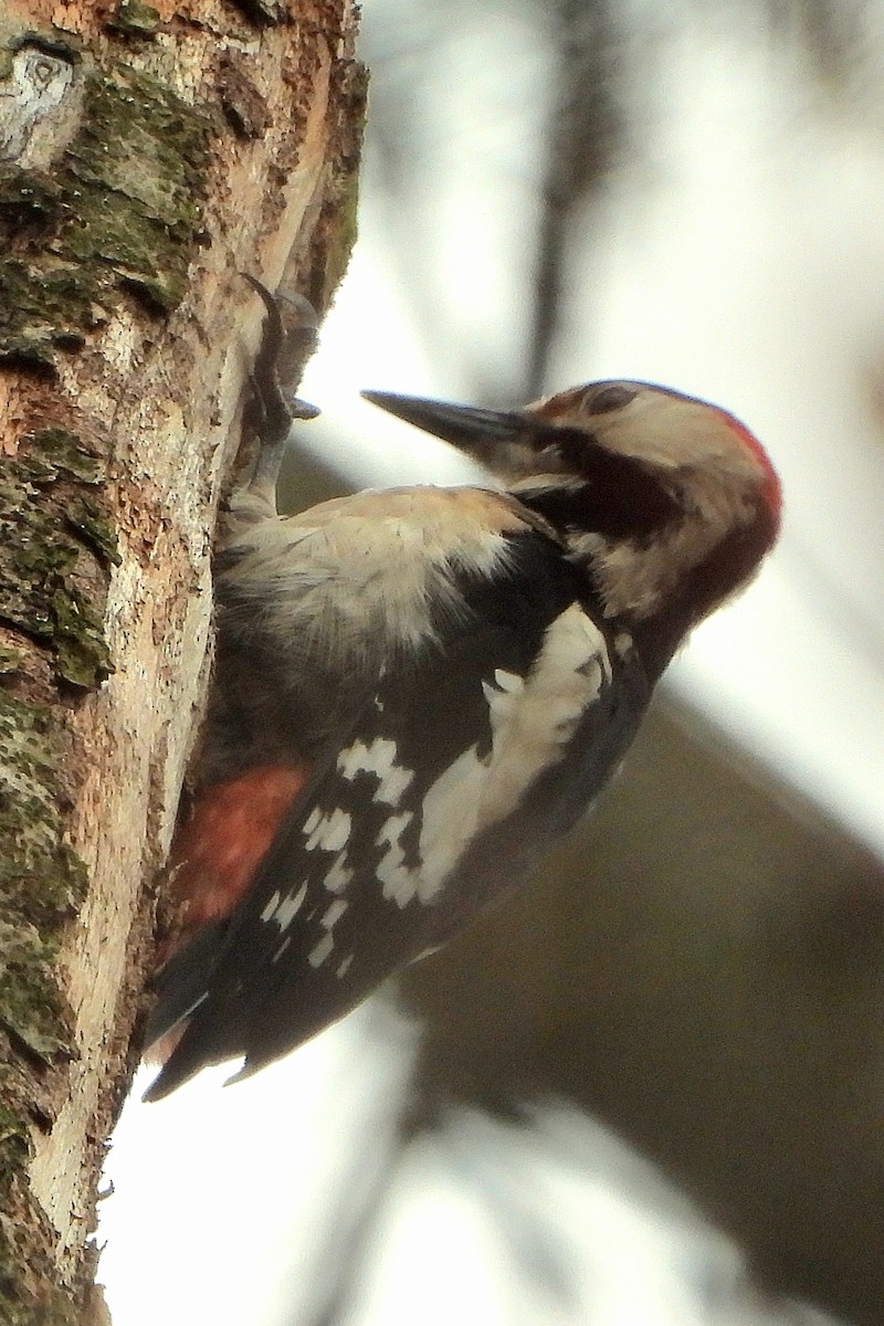 Syrian Woodpecker - ML615576266