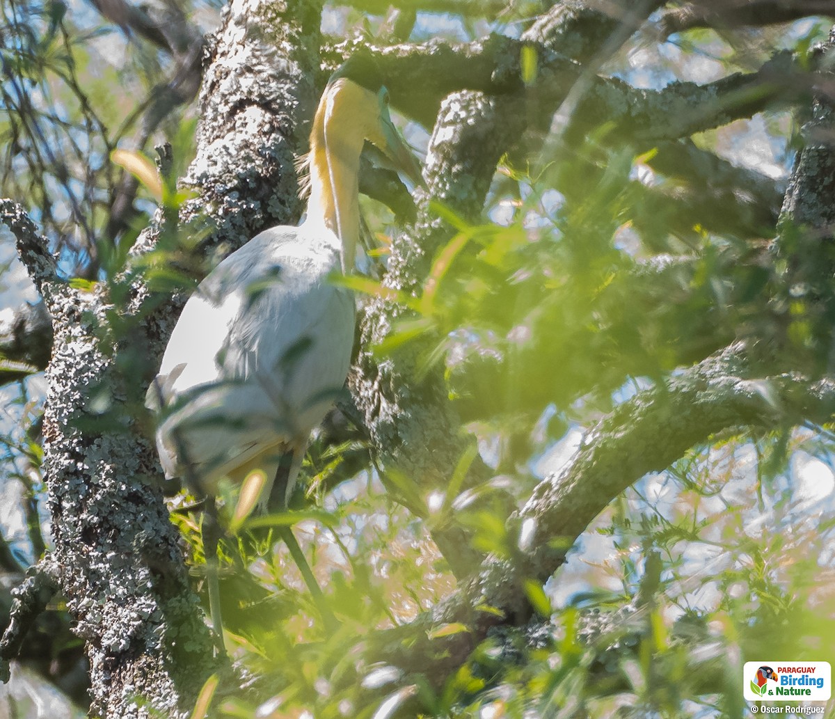 Capped Heron - Oscar  Rodriguez CON-Paraguay Birding & Nature