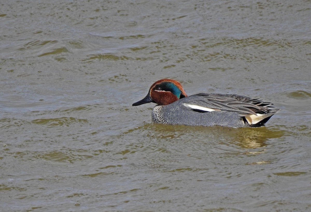 Green-winged Teal - ML615576342