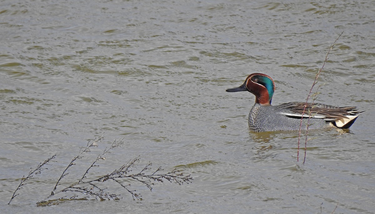 Green-winged Teal - ML615576343