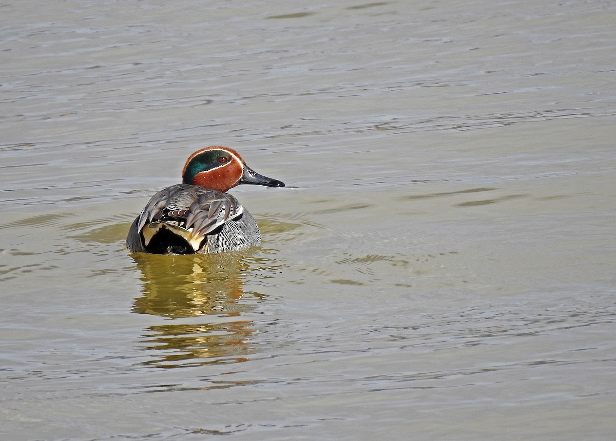 Green-winged Teal - ML615576344