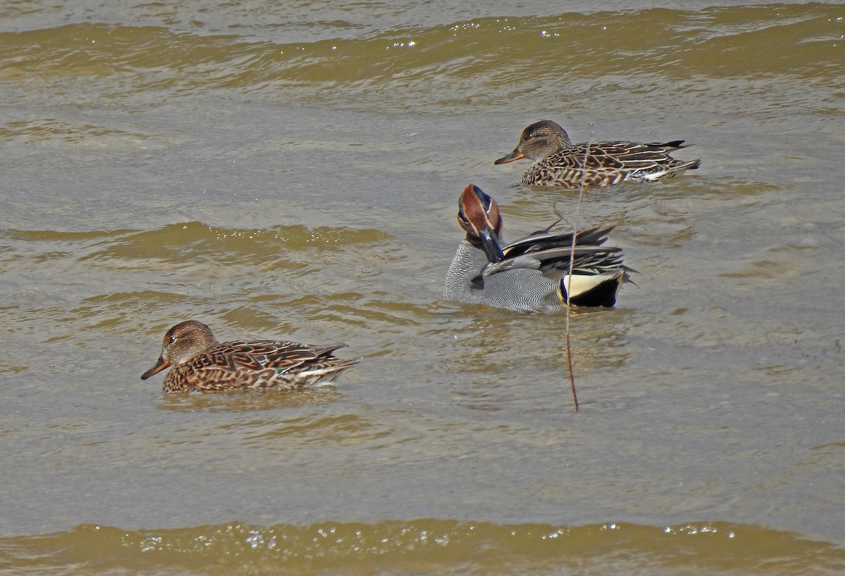 Green-winged Teal - ML615576345