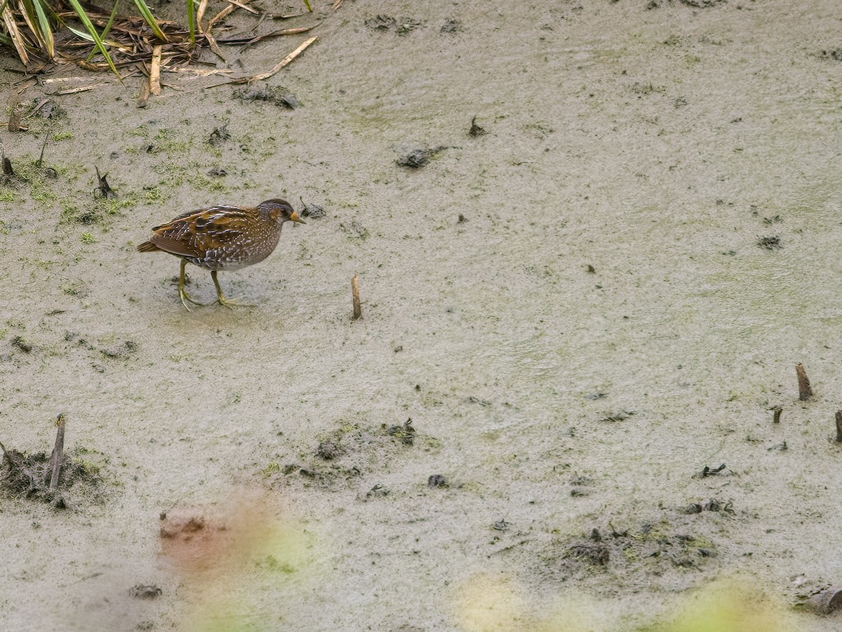 Spotted Crake - ML615576507