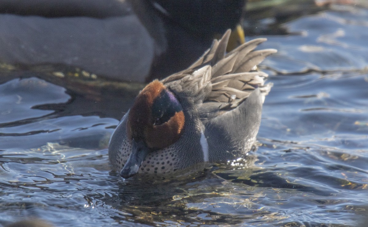 Green-winged Teal - ML615576513