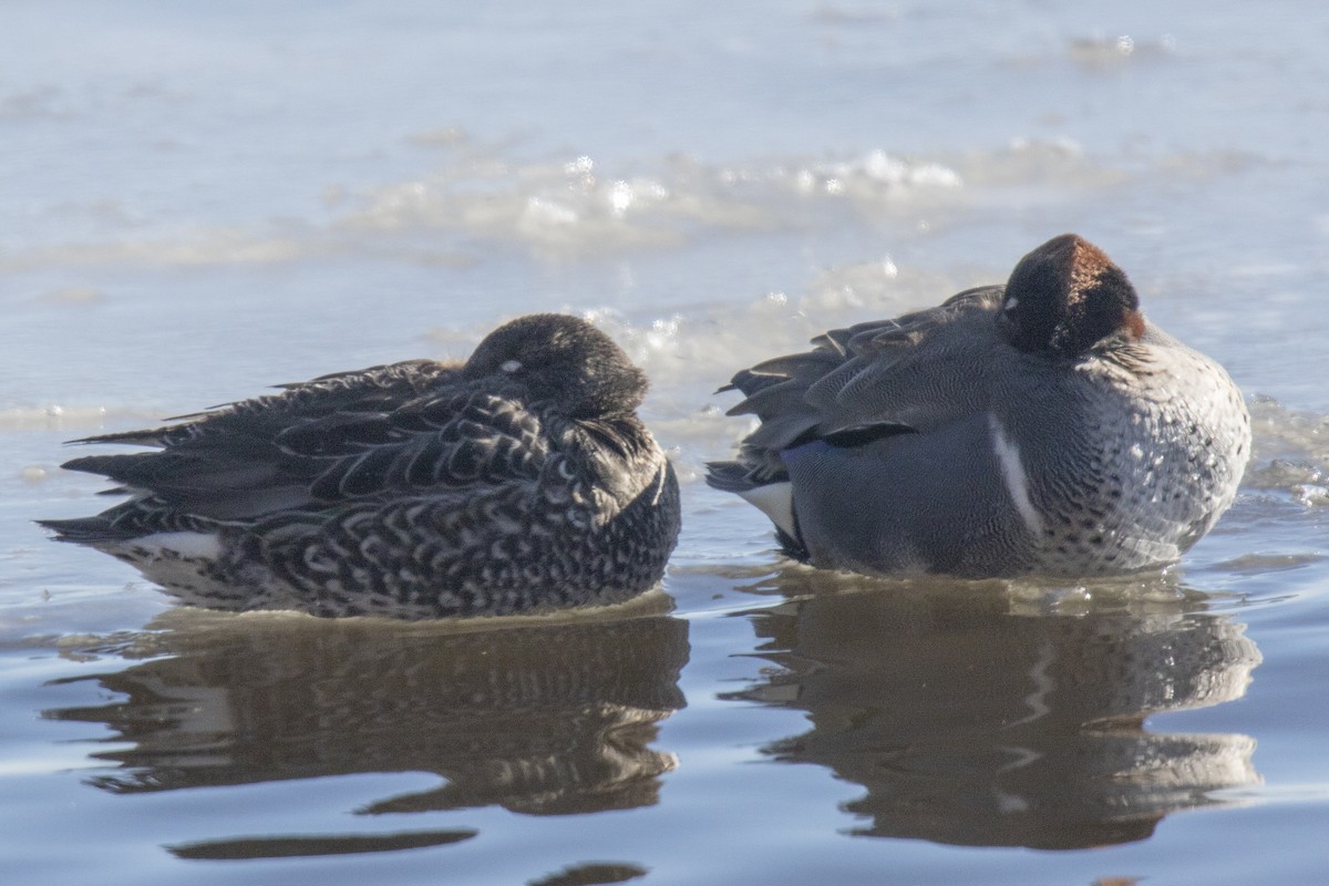 Green-winged Teal - ML615576514