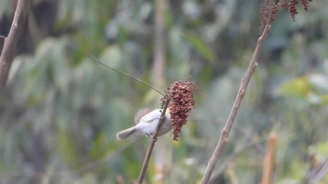 White-breasted Parrotbill - ML615576515