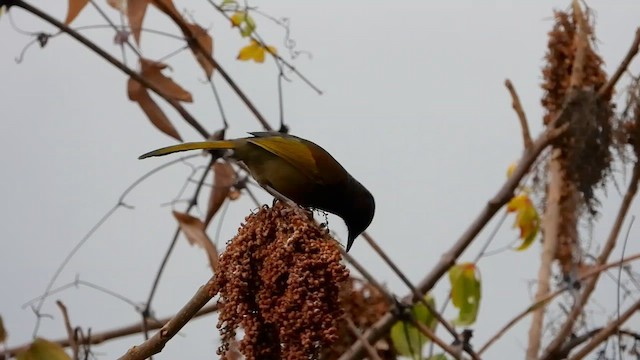 Chestnut-crowned Laughingthrush - ML615576540