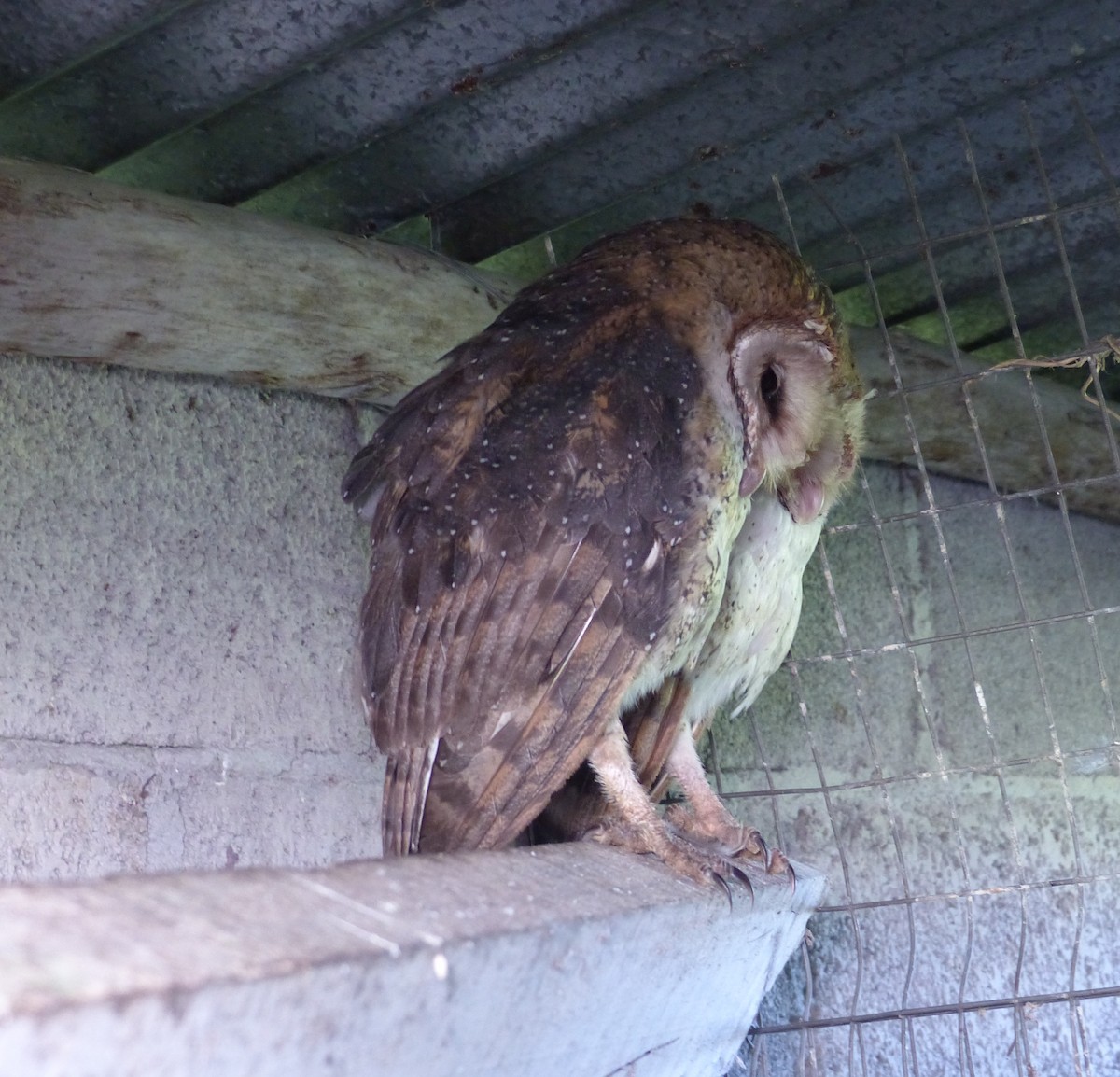 Barn Owl (Galapagos) - ML615576603