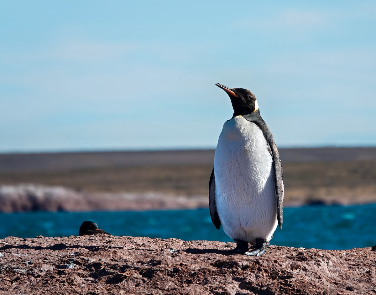 tučňák patagonský - ML615576629