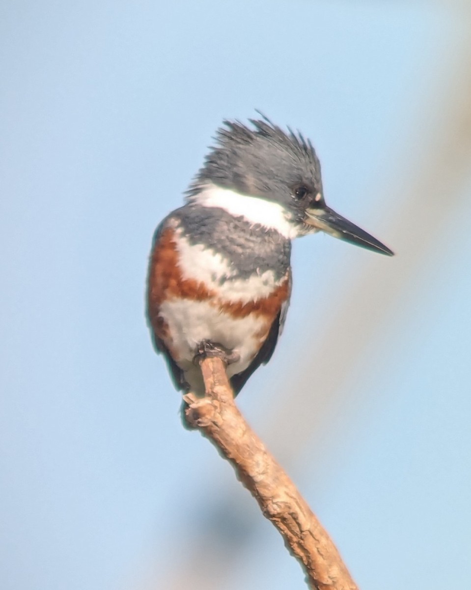Belted Kingfisher - ML615576634
