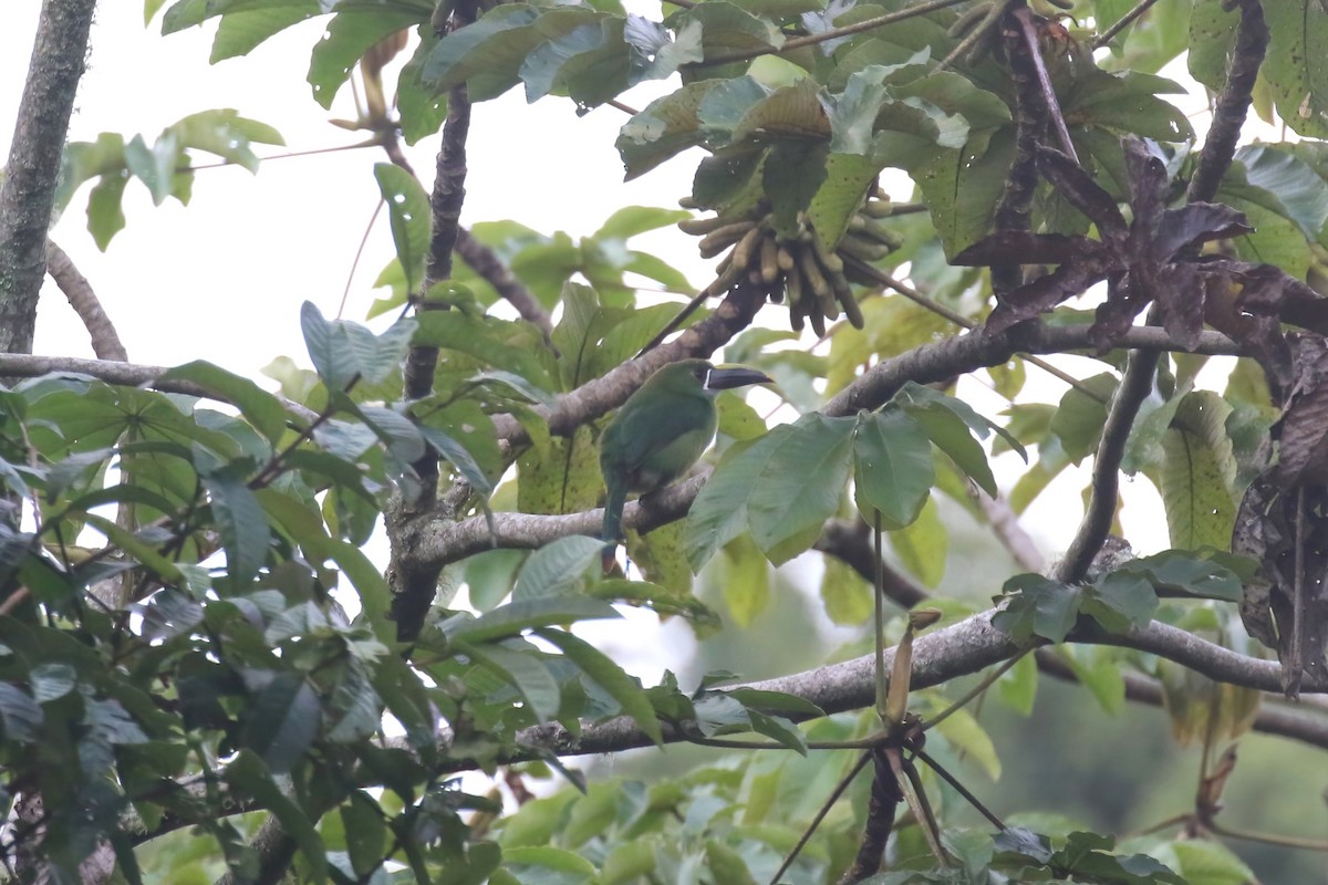 Southern Emerald-Toucanet (Andean) - ML615576641