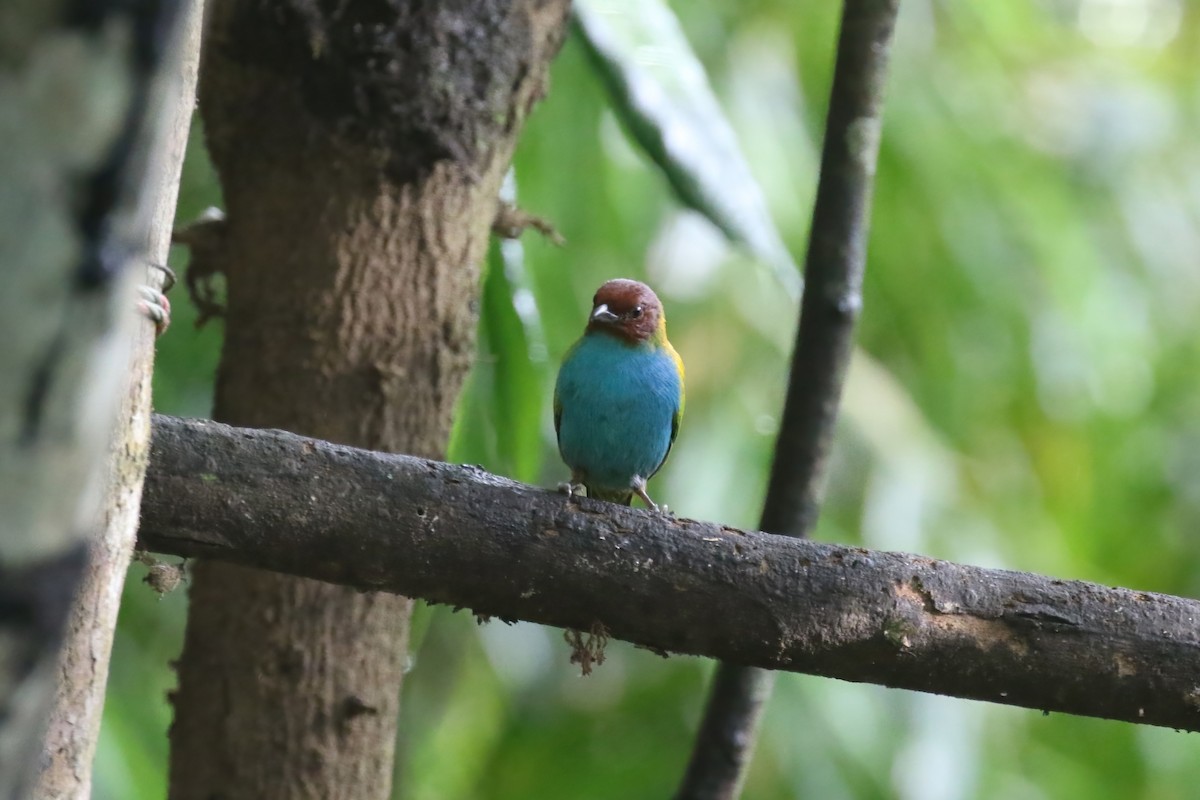 Bay-headed Tanager (Bay-and-blue) - ML615576658