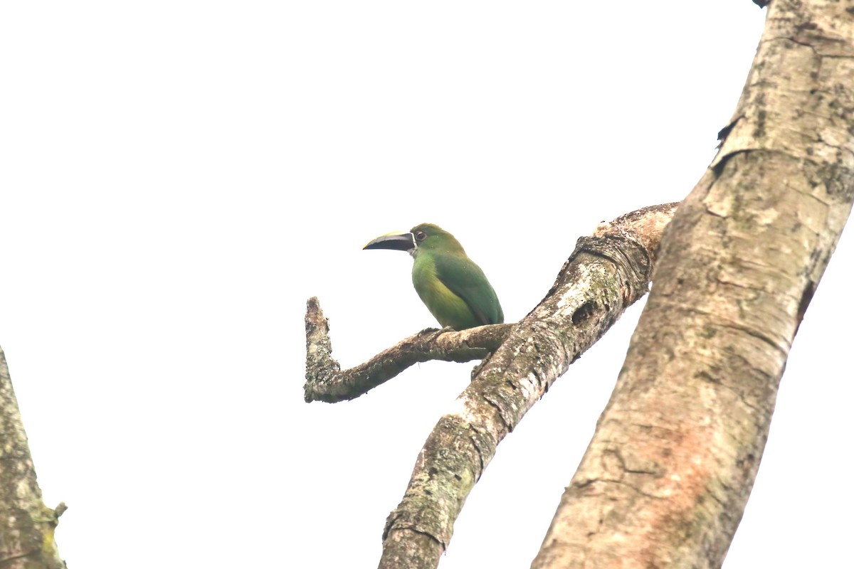 Southern Emerald-Toucanet (Andean) - ML615576756