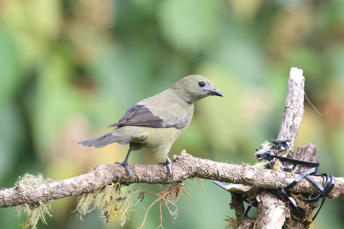 Palm Tanager - ML615576814