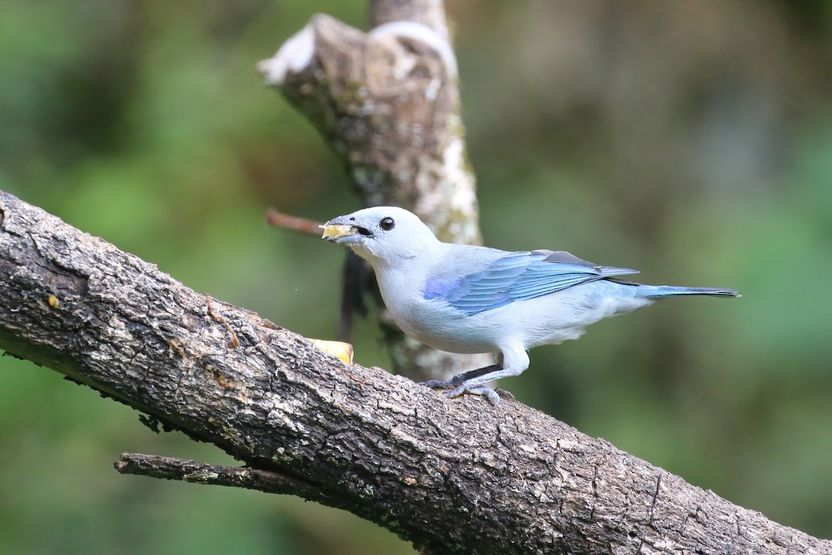Blue-gray Tanager - ML615576884
