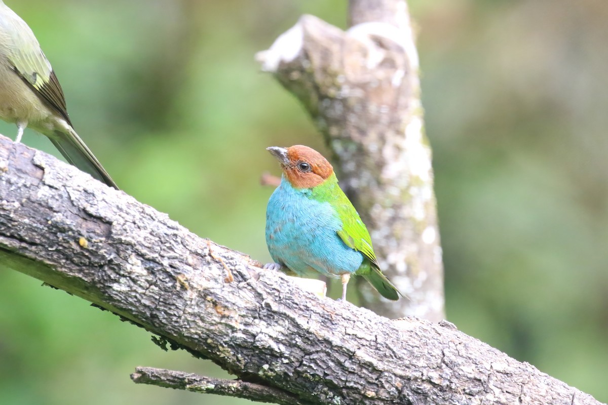 Bay-headed Tanager (Bay-and-blue) - ML615576893