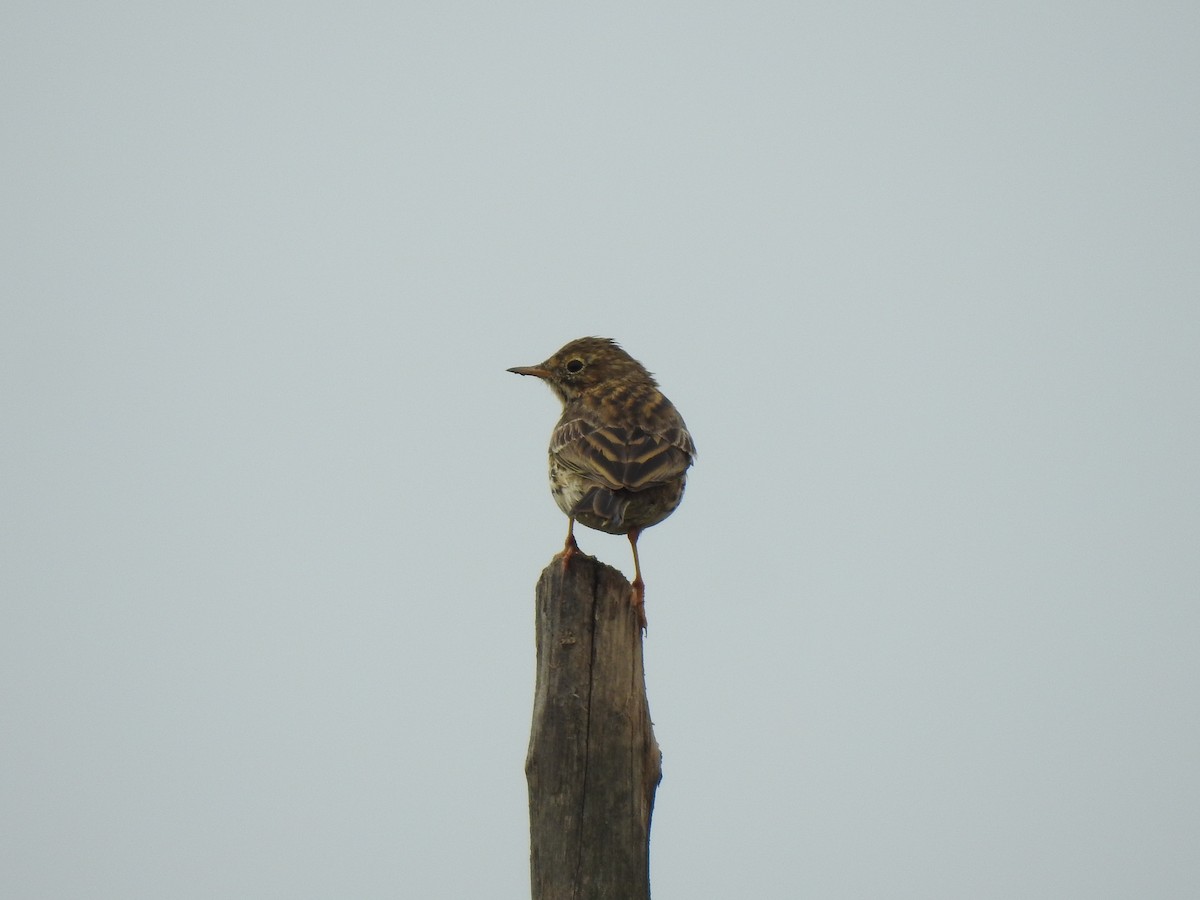 Meadow Pipit - ML615577063