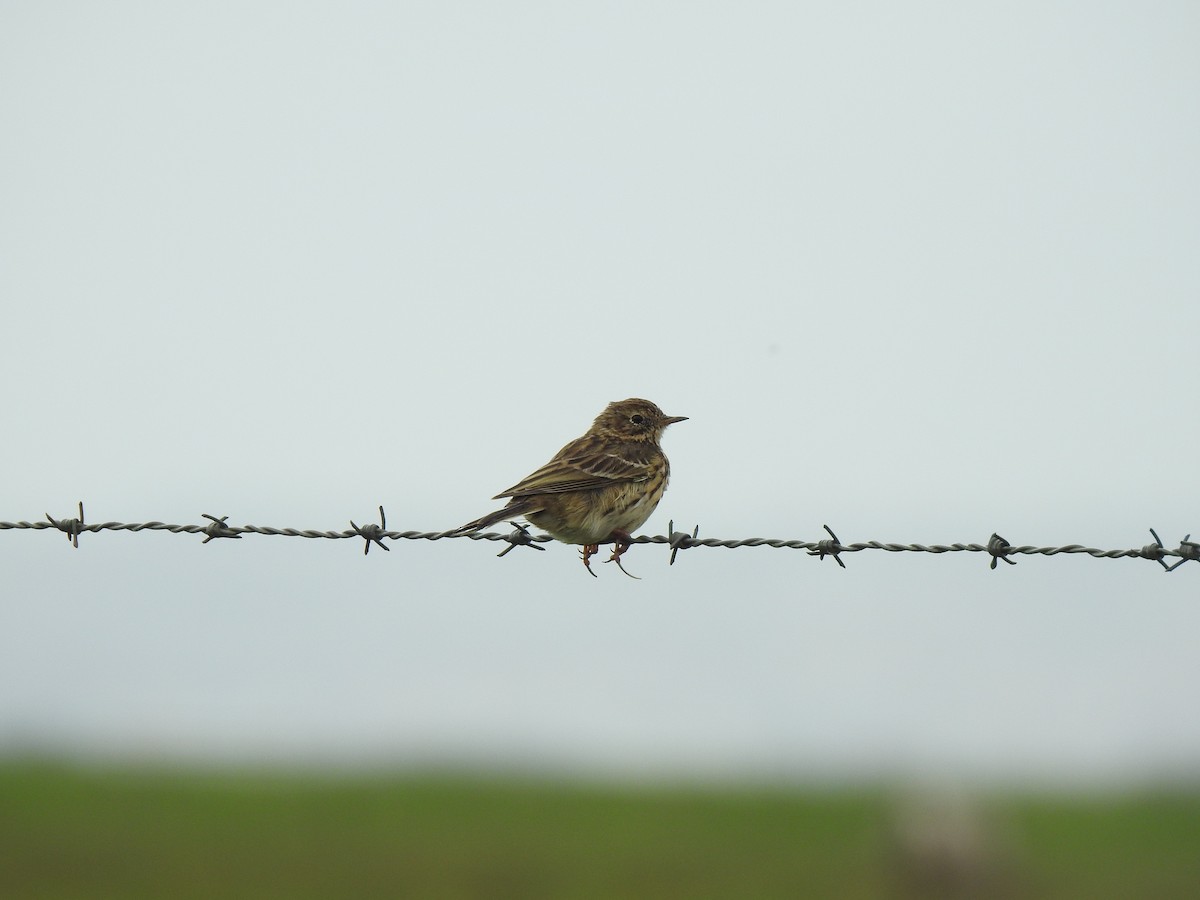 Meadow Pipit - ML615577086