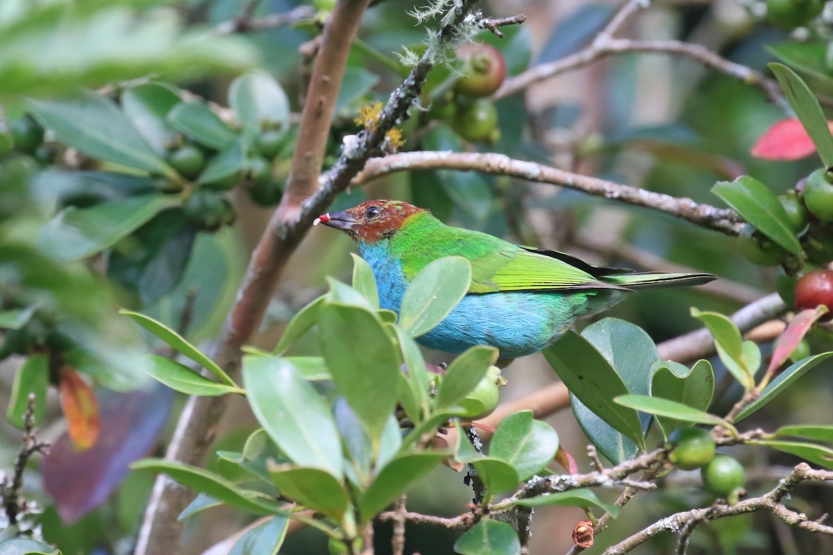 Bay-headed Tanager (Bay-and-blue) - ML615577167