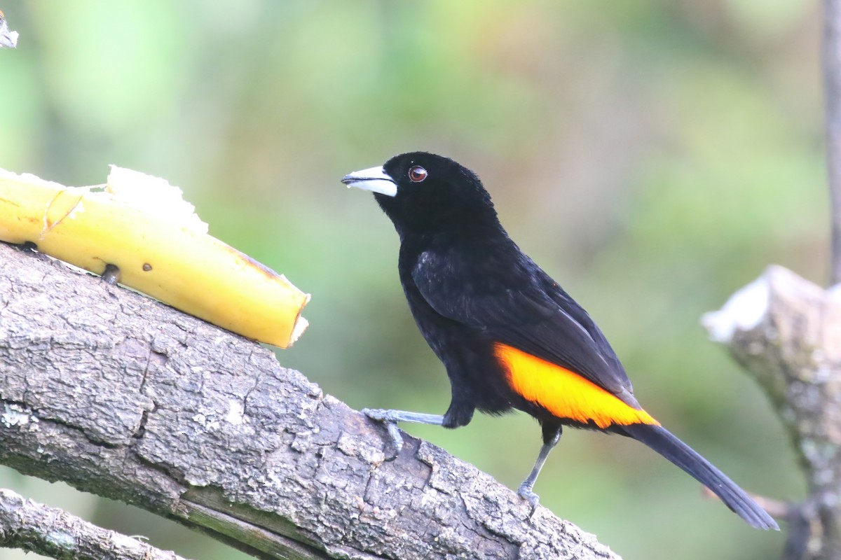 Flame-rumped Tanager (Flame-rumped) - ML615577199