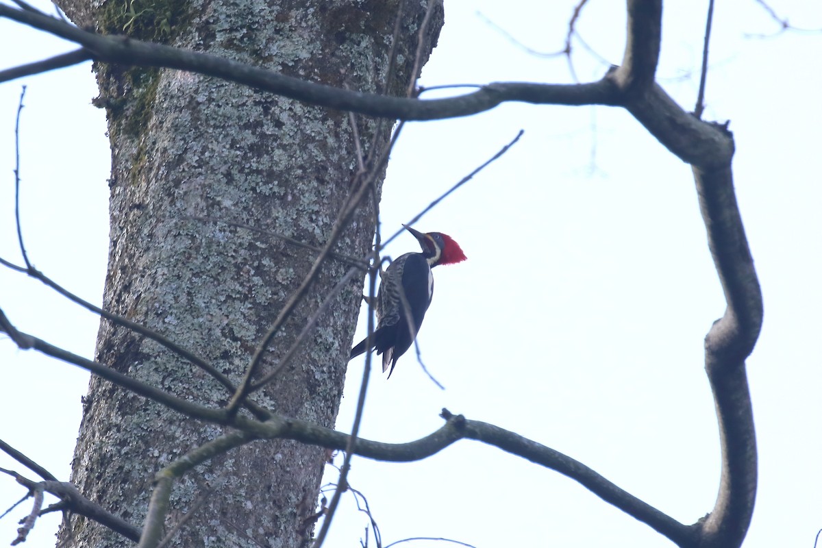 Lineated Woodpecker - ML615577207