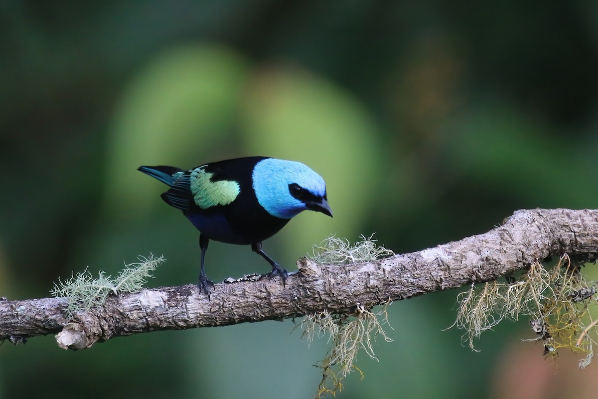 Blue-necked Tanager - ML615577272