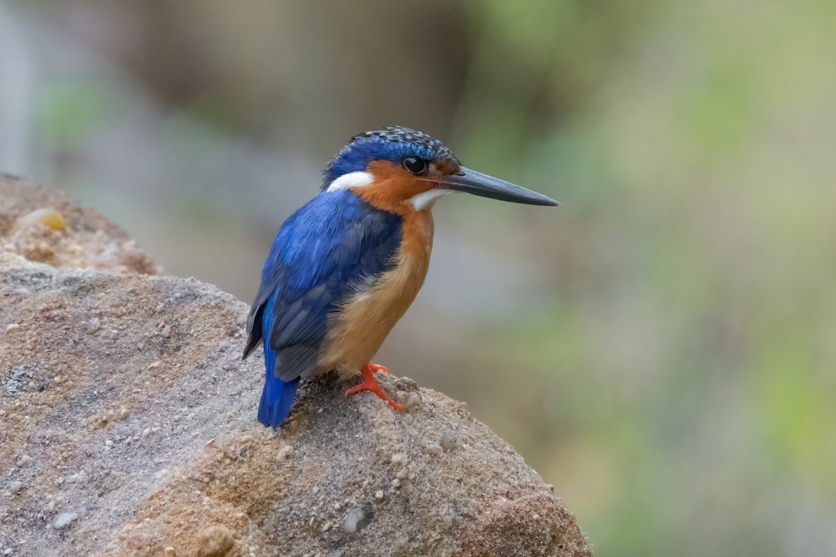 Malagasy Kingfisher - ML615577323