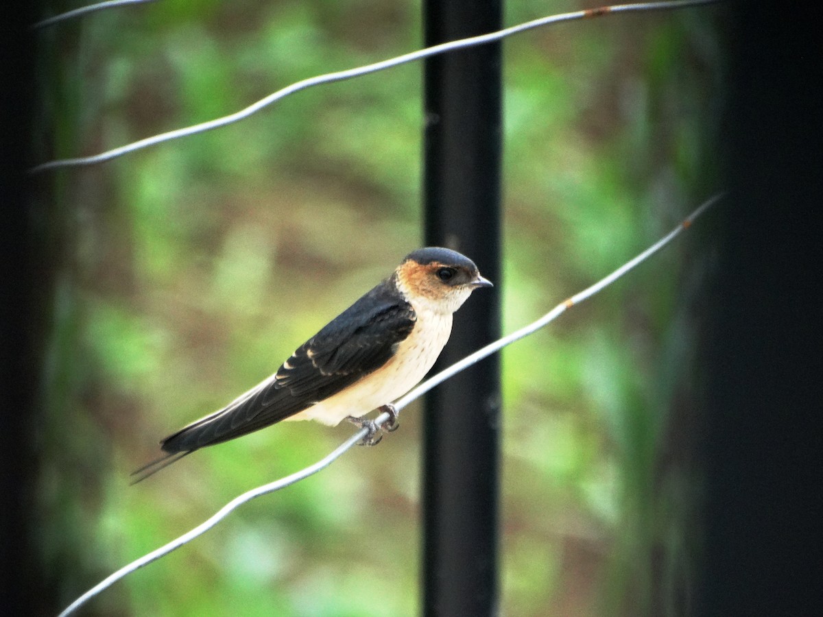 Red-rumped Swallow - ML615577533