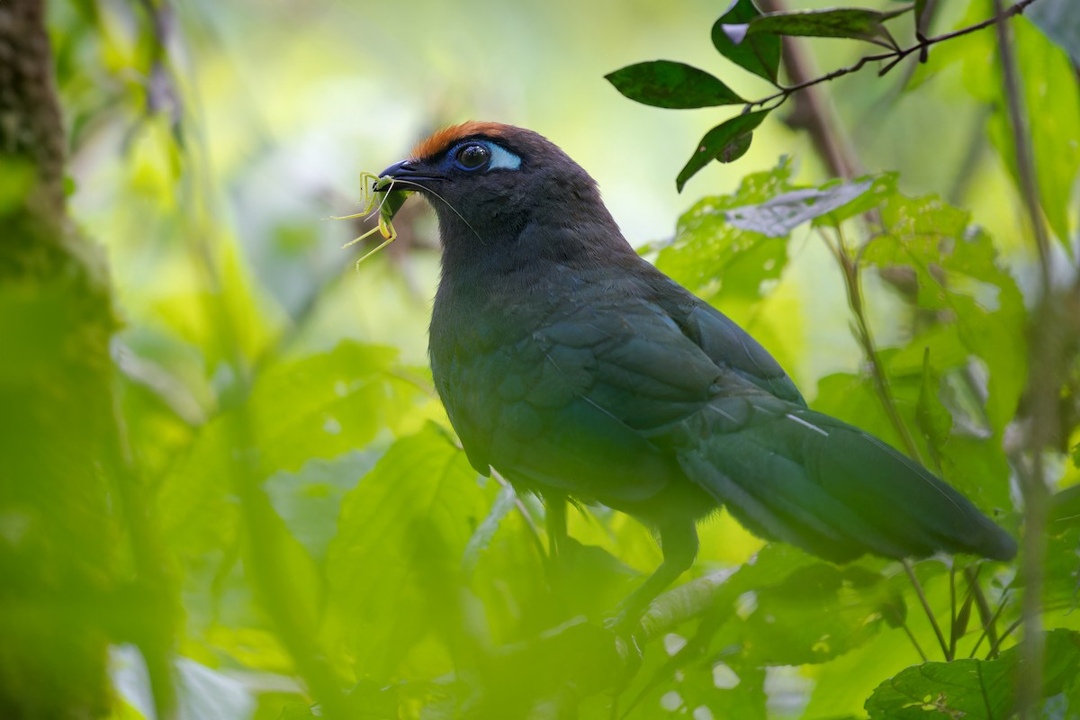 Red-fronted Coua - ML615577547