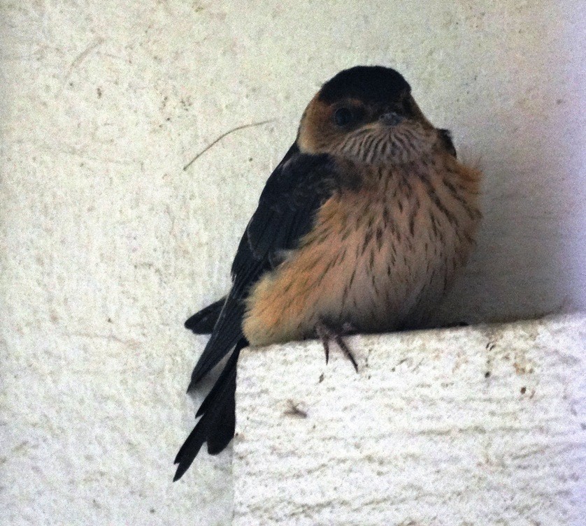 Red-rumped Swallow - ML615577550
