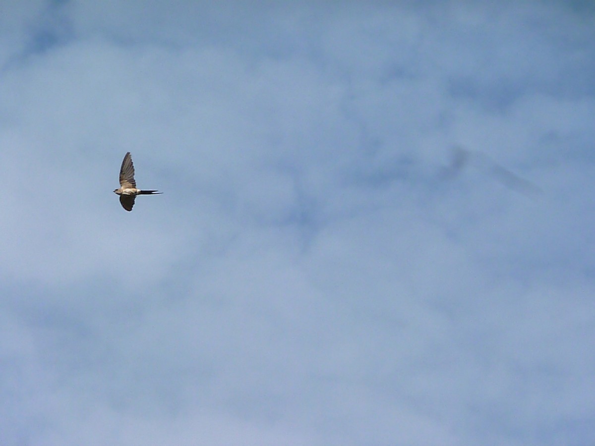 Red-rumped Swallow - ML615577578