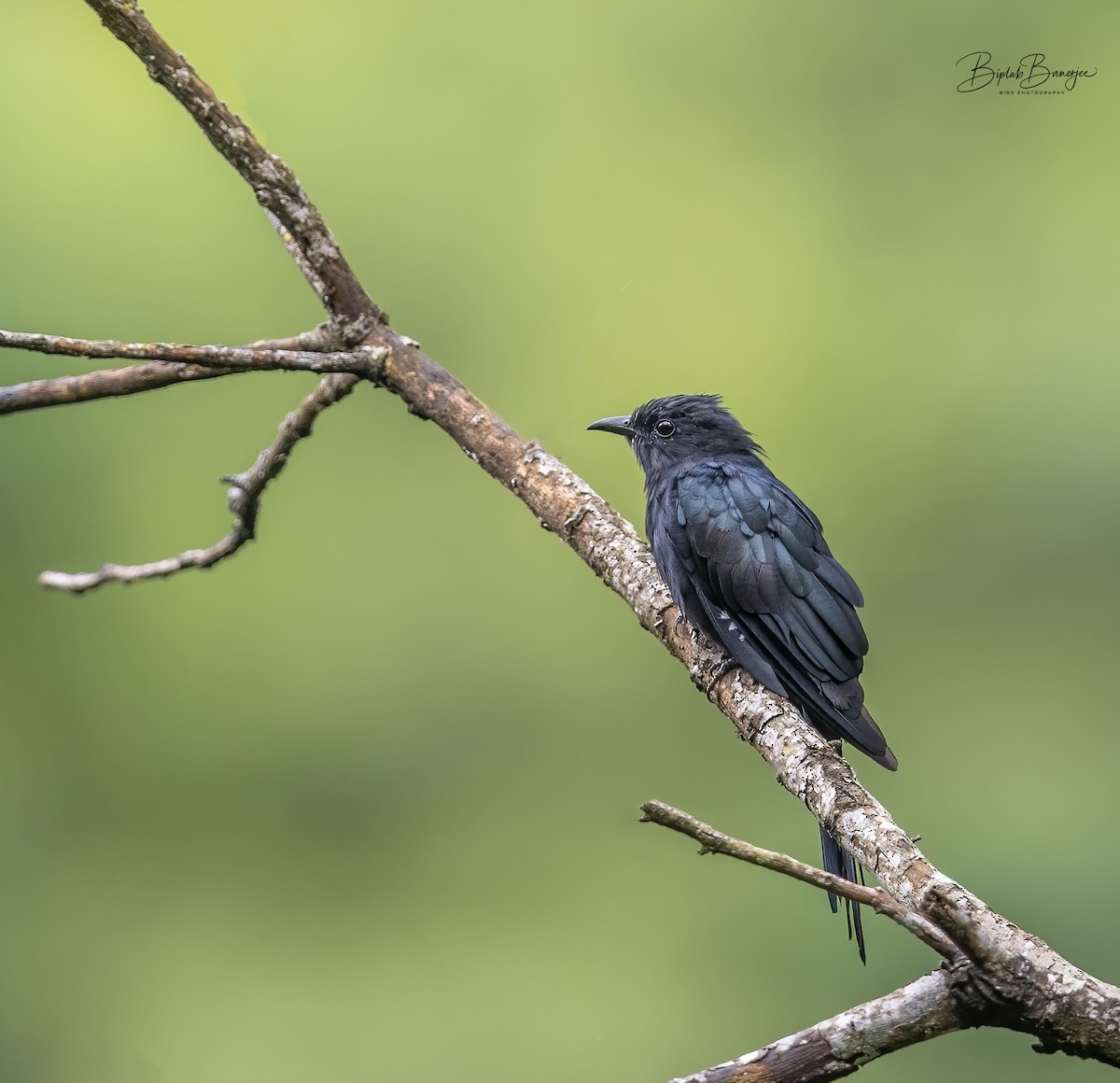 Square-tailed Drongo-Cuckoo - ML615577646