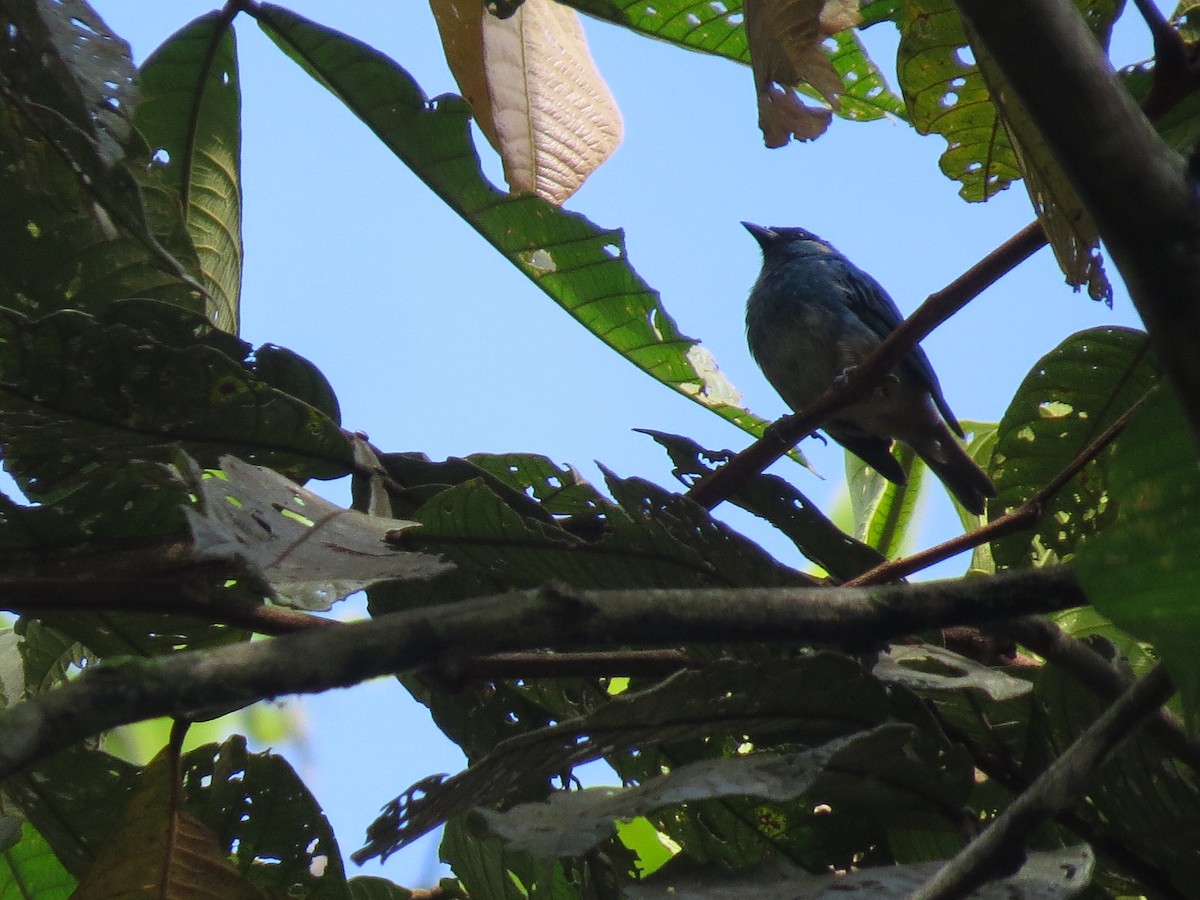 Golden-naped Tanager - ML615577863