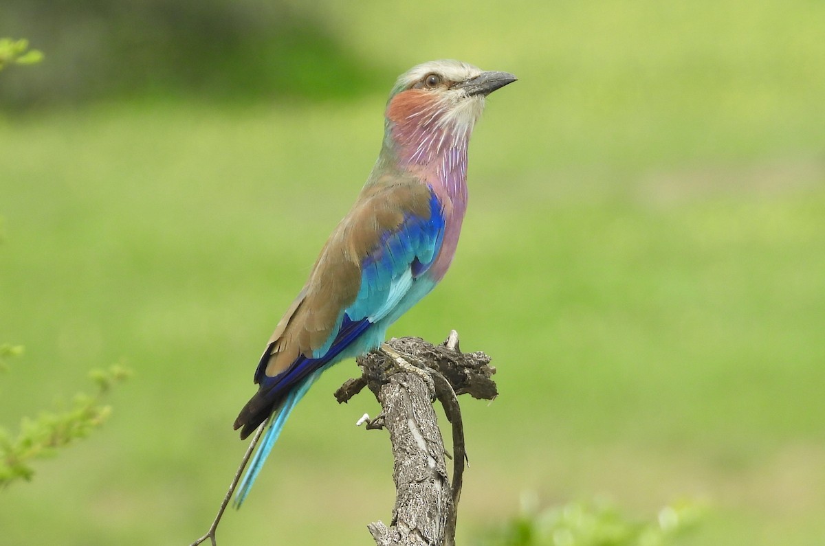 Lilac-breasted Roller - ML615578007