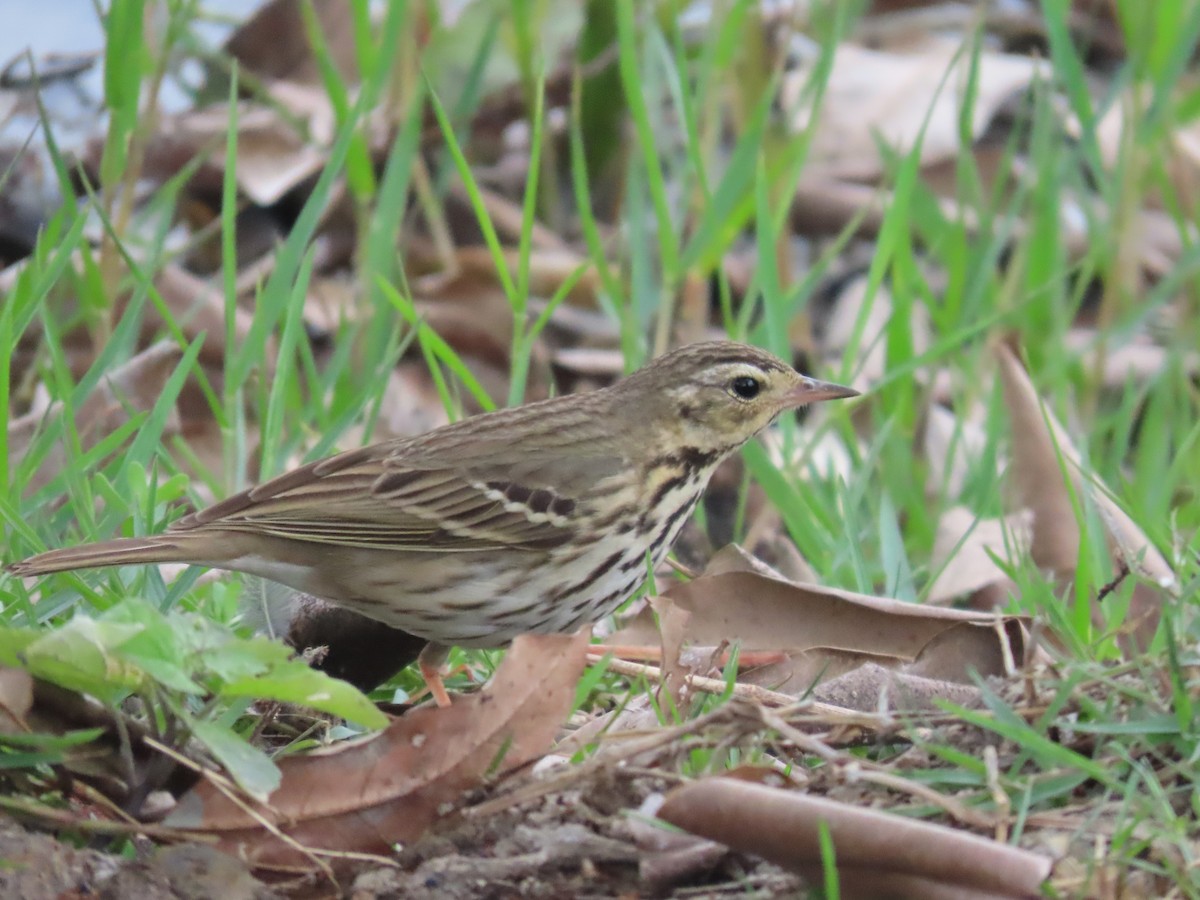 Olive-backed Pipit - ML615578008