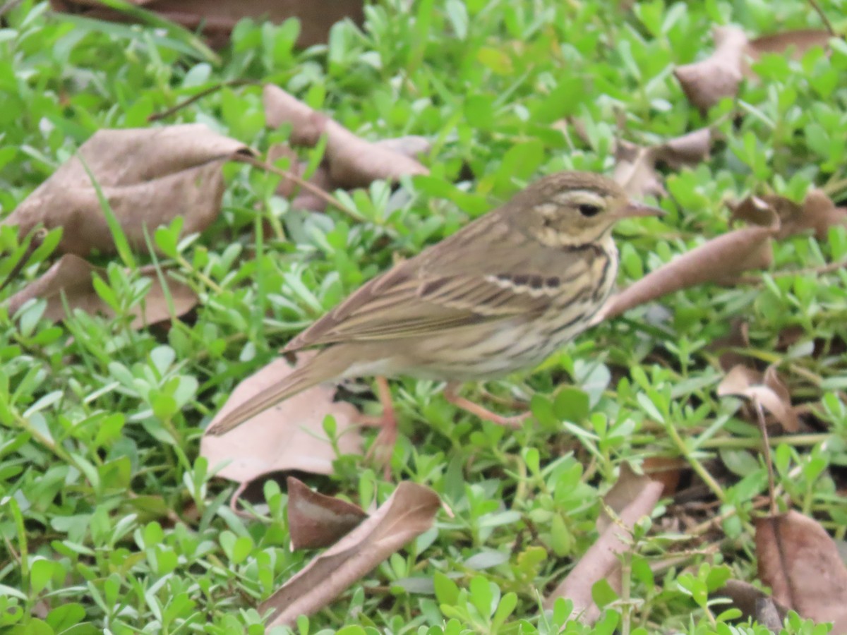 Olive-backed Pipit - ML615578009