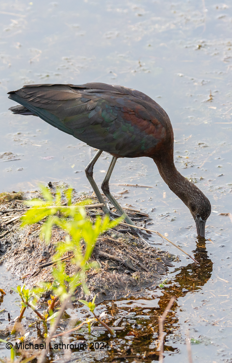 ibis hnědý - ML615578117