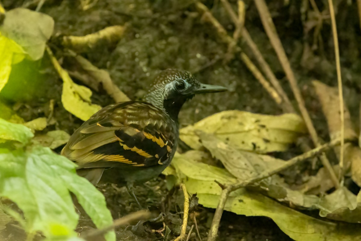 Wing-banded Antbird - Mike “Champ” Krzychylkiewicz