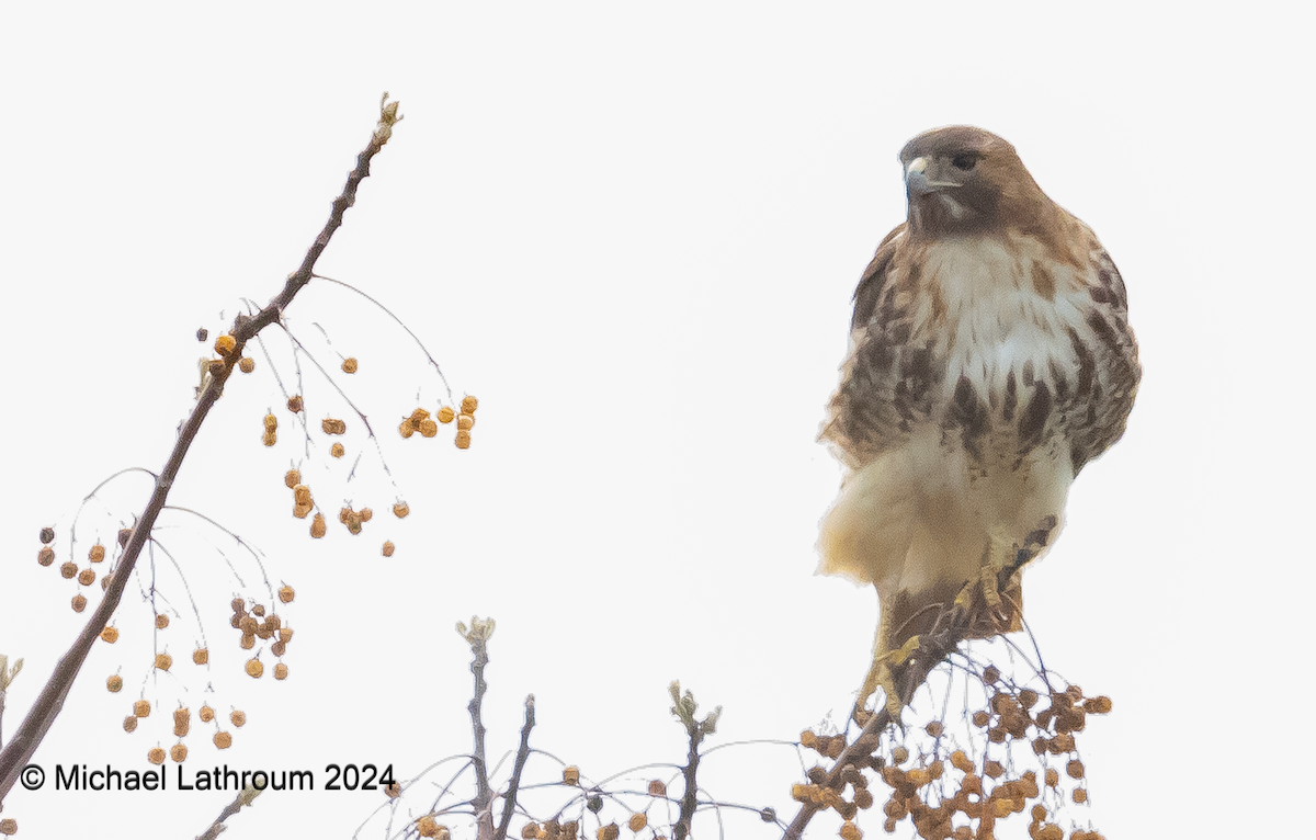 Red-tailed Hawk - Mike Lathroum