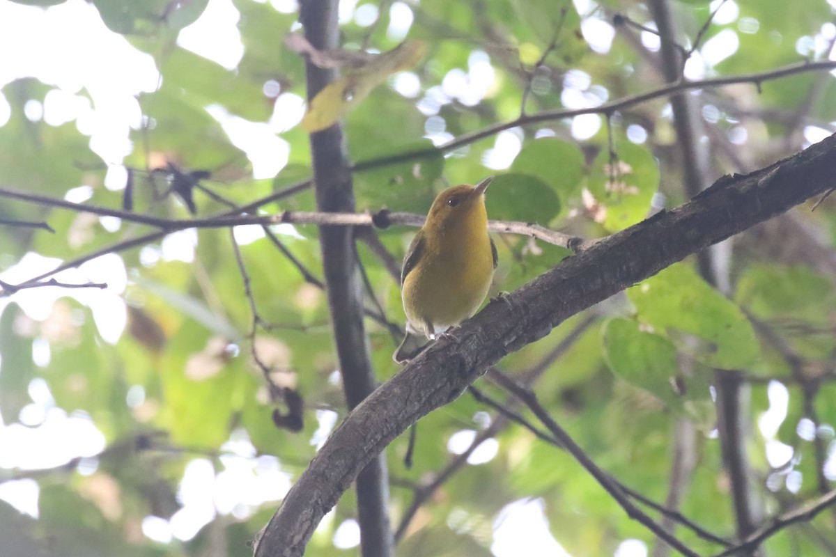Prothonotary Warbler - ML615578150