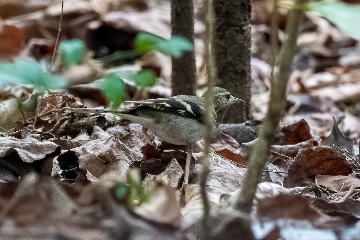 Forest Wagtail - ML615578425