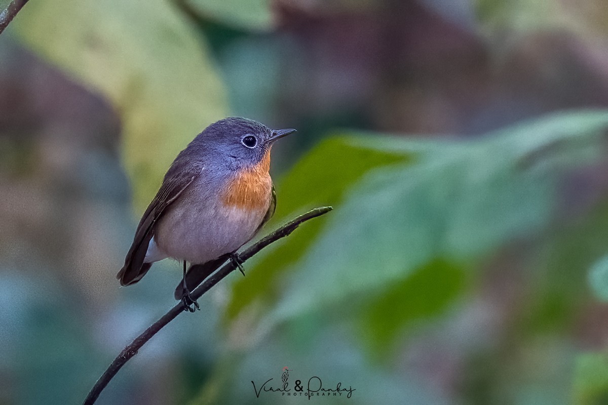 Red-breasted Flycatcher - ML615578435