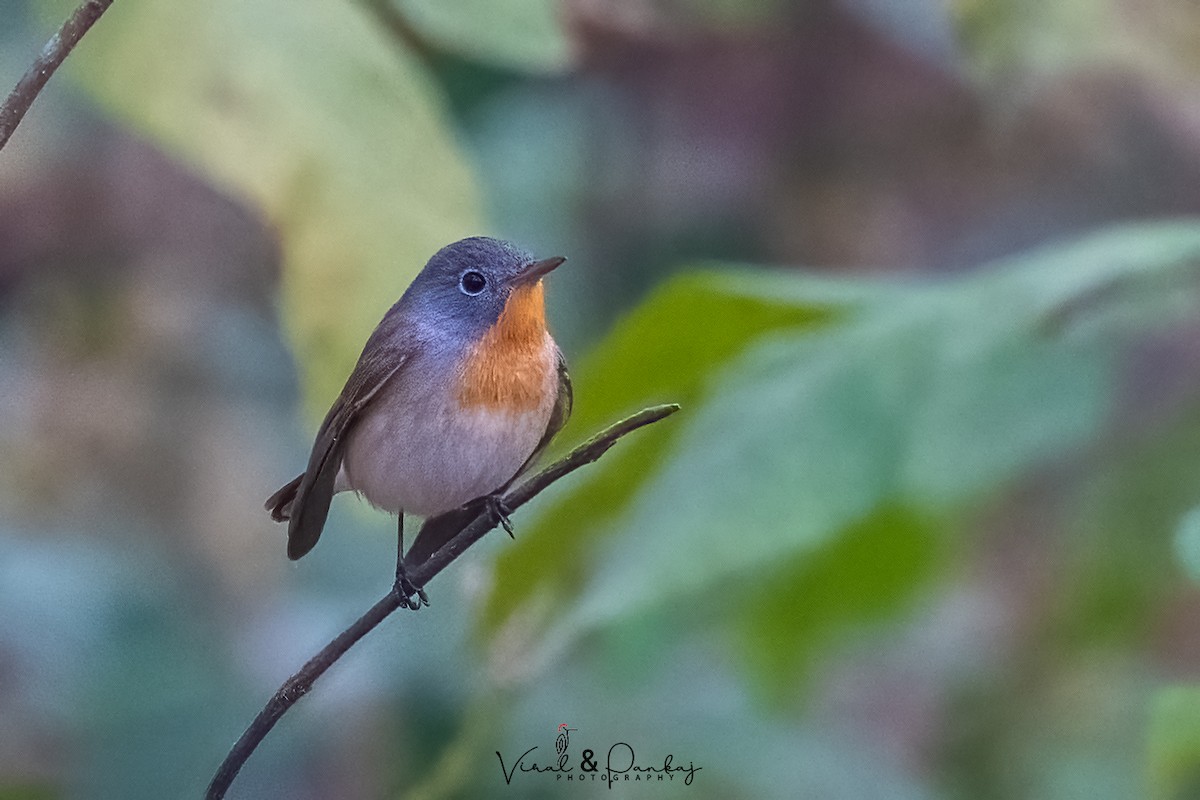 Red-breasted Flycatcher - Polaris *
