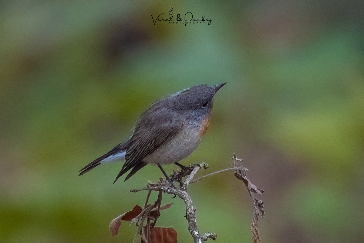 Red-breasted Flycatcher - ML615578437